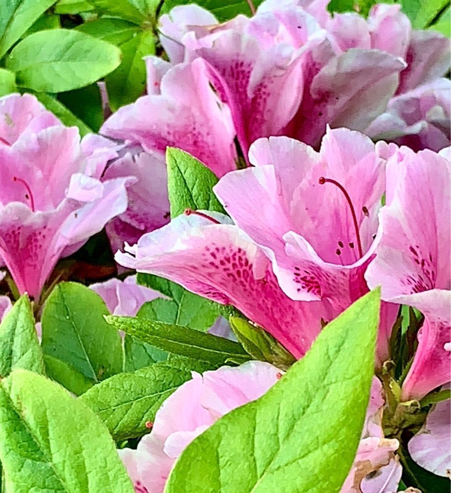 ＪＵNさんが投稿したなぎさ公園松川遊歩道に関する口コミの画像