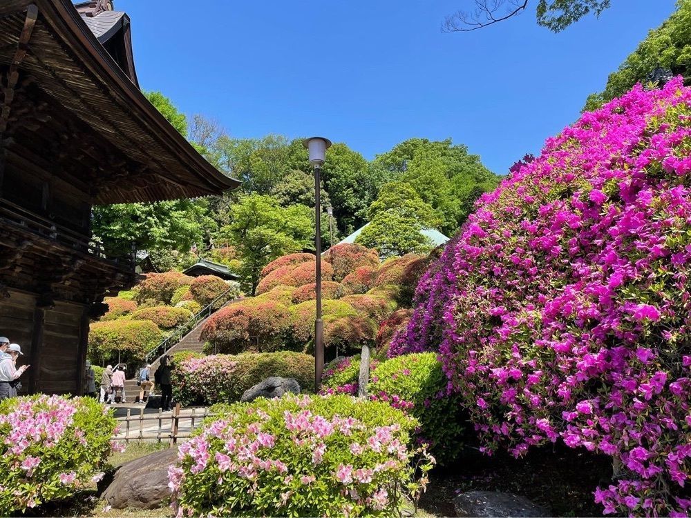 かつさんが投稿した等覚院のツツジに関する口コミの画像