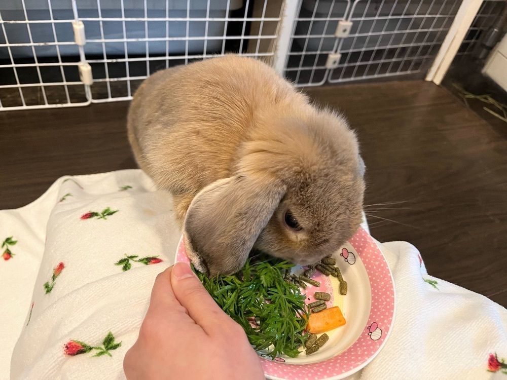 しさんが投稿したうさぎに出会えるカフェ・ミニヨンに関する口コミの画像
