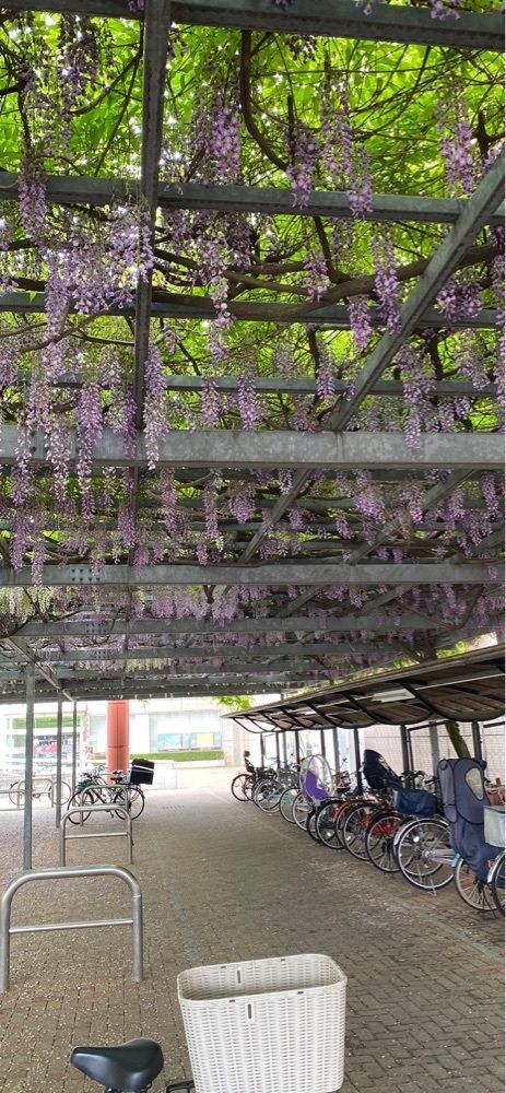 にゃおすけくんさんが投稿したサイゼリヤ イトーヨーカドー大和鶴間店に関する口コミの画像