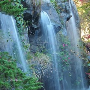 熱海梅園の梅 6枚目