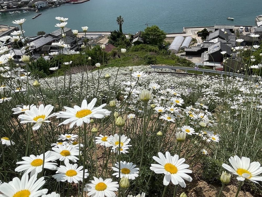 みぃさんが投稿した除虫菊に関する口コミの画像