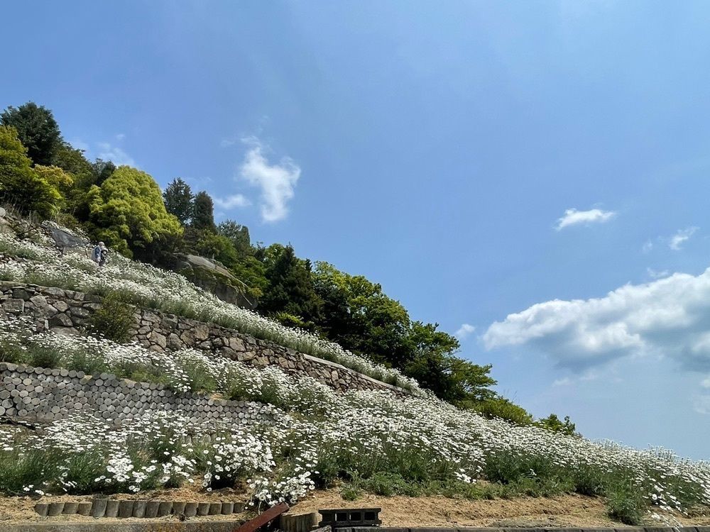 みぃさんが投稿した除虫菊に関する口コミの画像