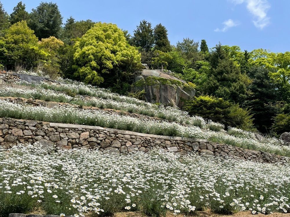 みぃさんが投稿した除虫菊に関する口コミの画像
