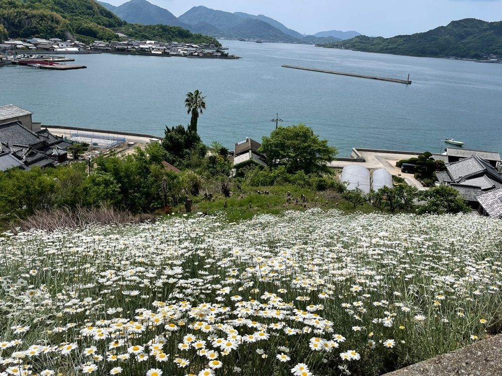 みぃさんが投稿した除虫菊に関する口コミの画像