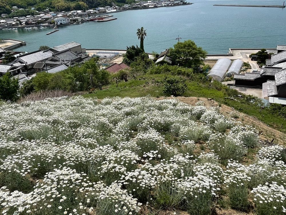 みぃさんが投稿した除虫菊に関する口コミの画像