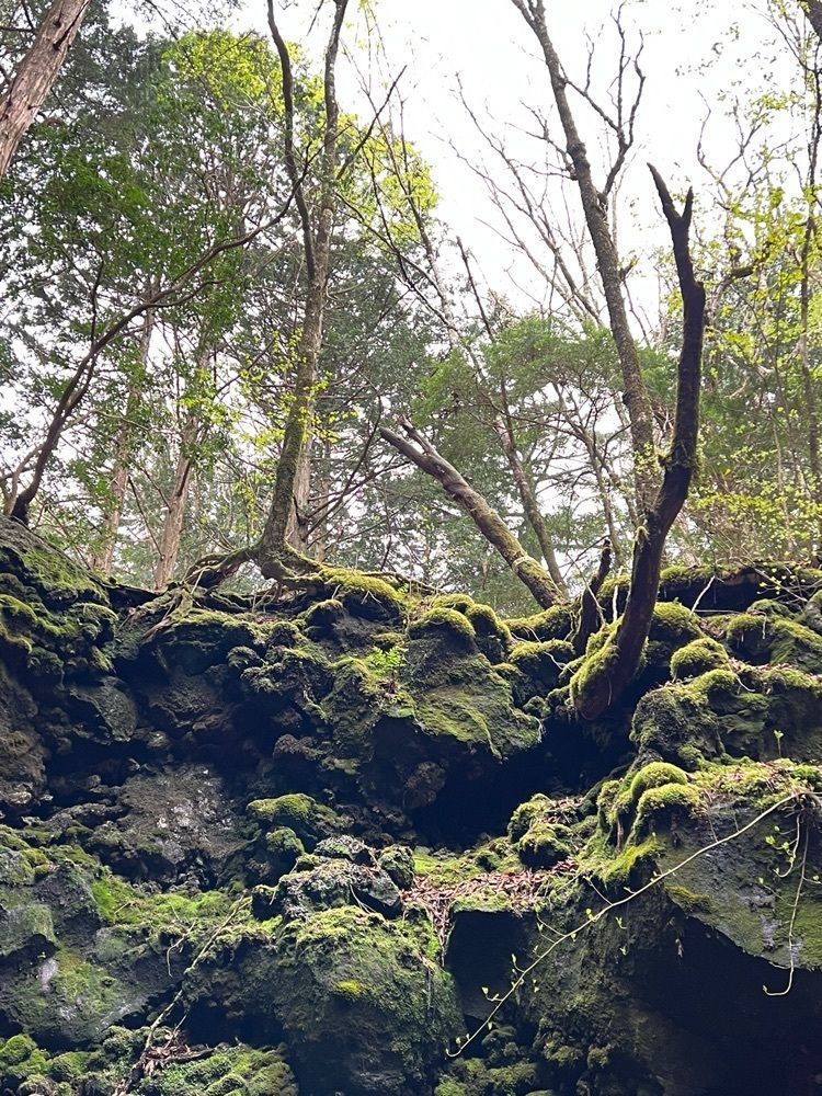 miwaさんが投稿した富士風穴に関する口コミの画像