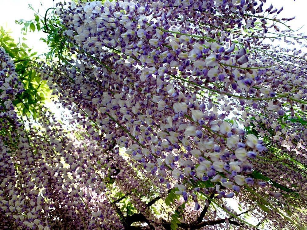 junkunさんが投稿した横須賀市立しょうぶ園のハナショウブに関する口コミの画像