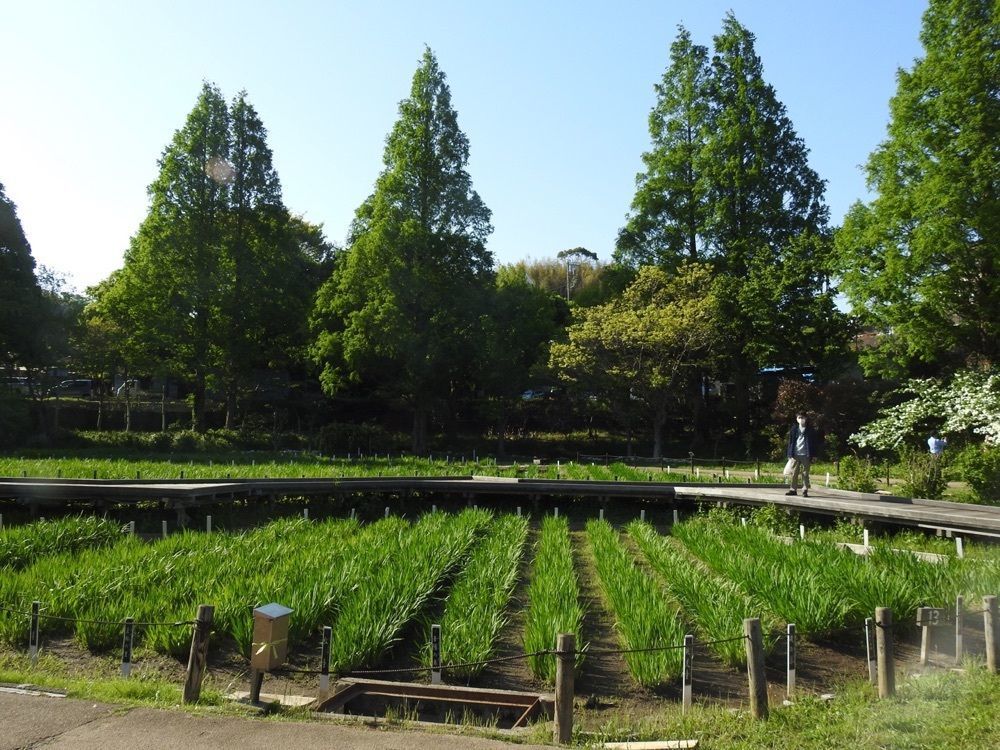 junkunさんが投稿した横須賀しょうぶ園 レストランに関する口コミの画像