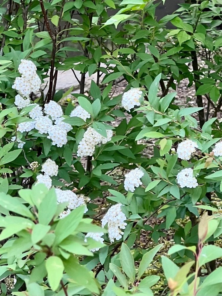 ビンカさんが投稿した七沢森林公園に関する口コミの画像