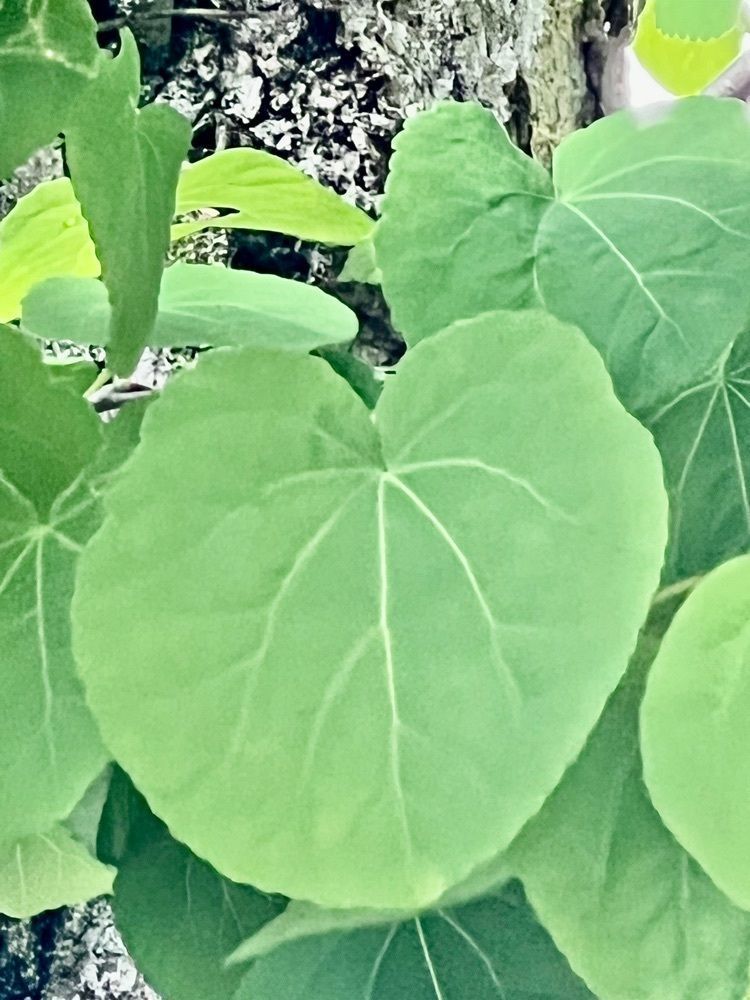 ビンカさんが投稿した七沢森林公園に関する口コミの画像