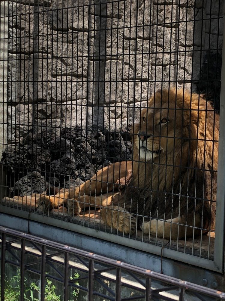 Nさんが投稿した甲府市遊亀公園附属動物園に関する口コミの画像
