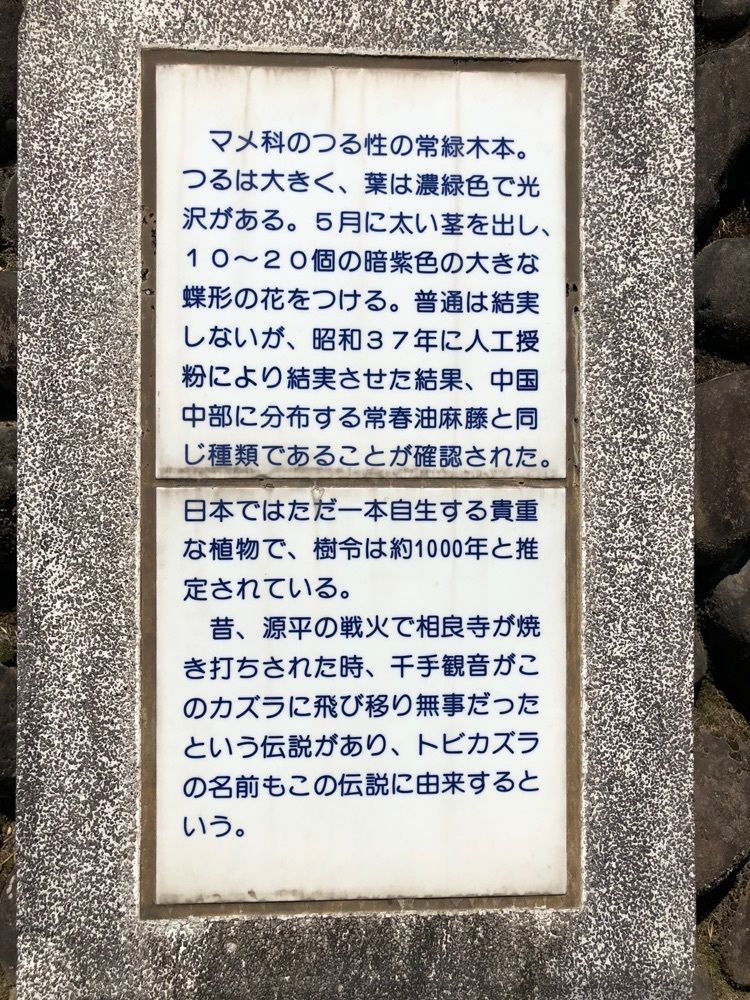 天邪鬼さんが投稿した相良のアイラトビカズラに関する口コミの画像