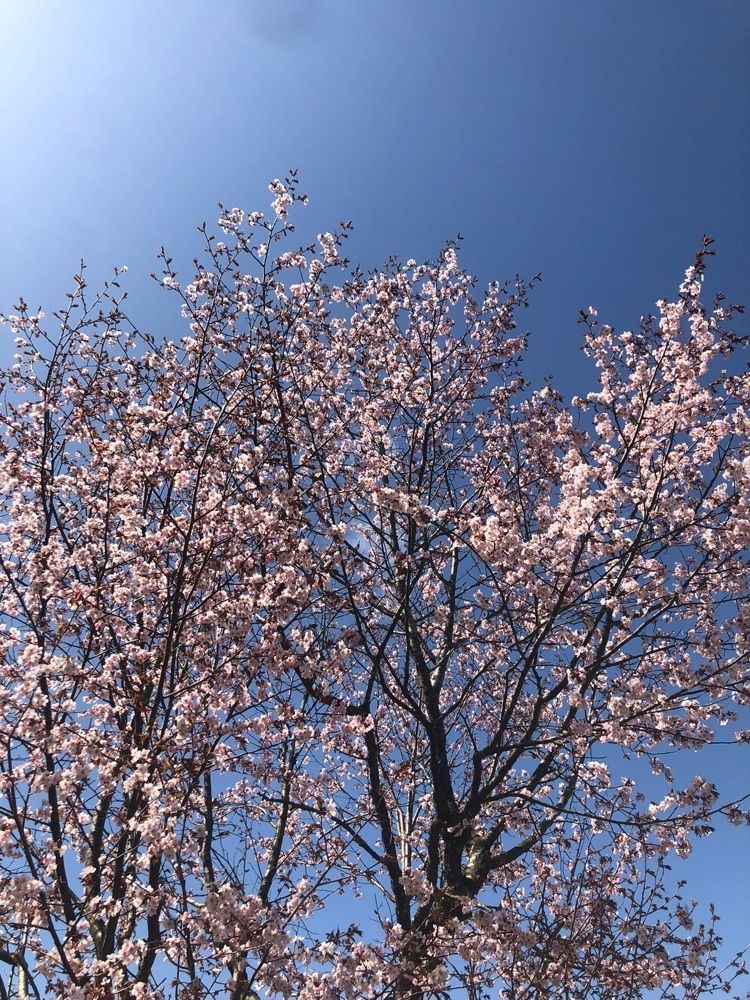 happy_walkingさんが投稿した緑ヶ丘公園に関する口コミの画像