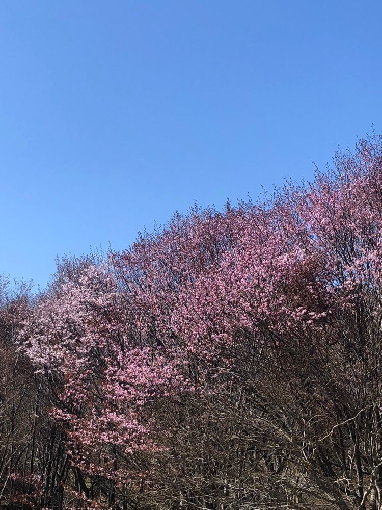 happy_walkingさんが投稿した緑ヶ丘公園に関する口コミの画像