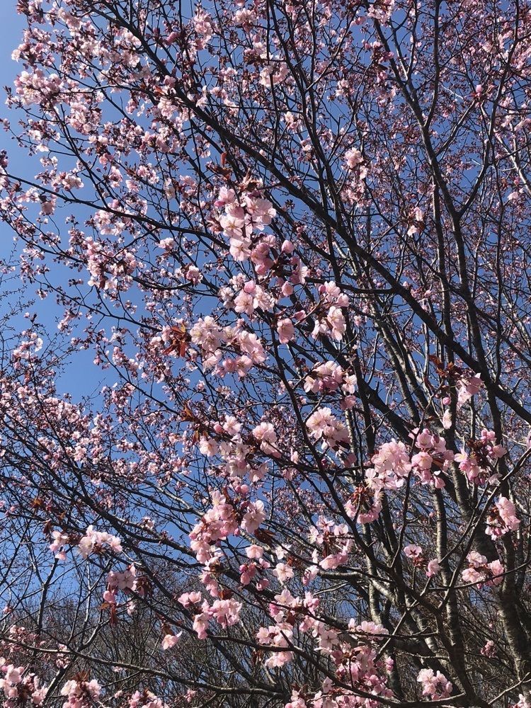 happy_walkingさんが投稿した緑ヶ丘公園に関する口コミの画像