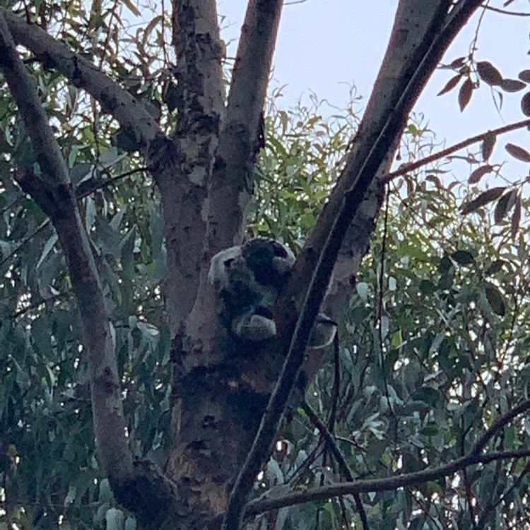 よし君5963さんが投稿した茶臼山（天王寺公園）に関する口コミの画像