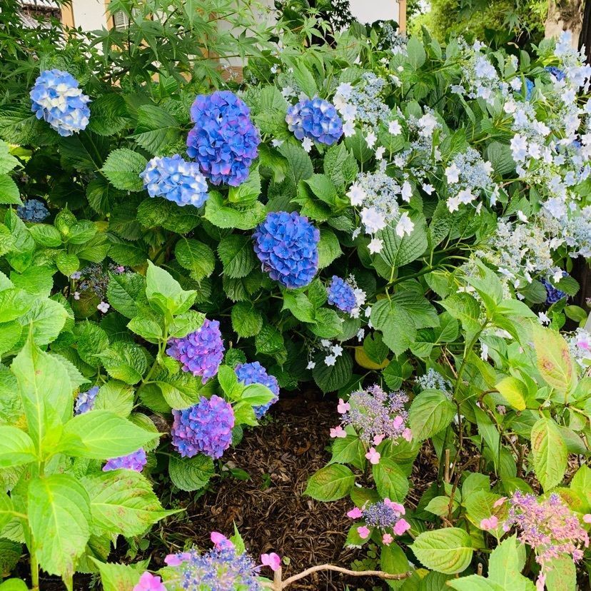 だるま大使さんが投稿した万葉の里公園に関する口コミの画像