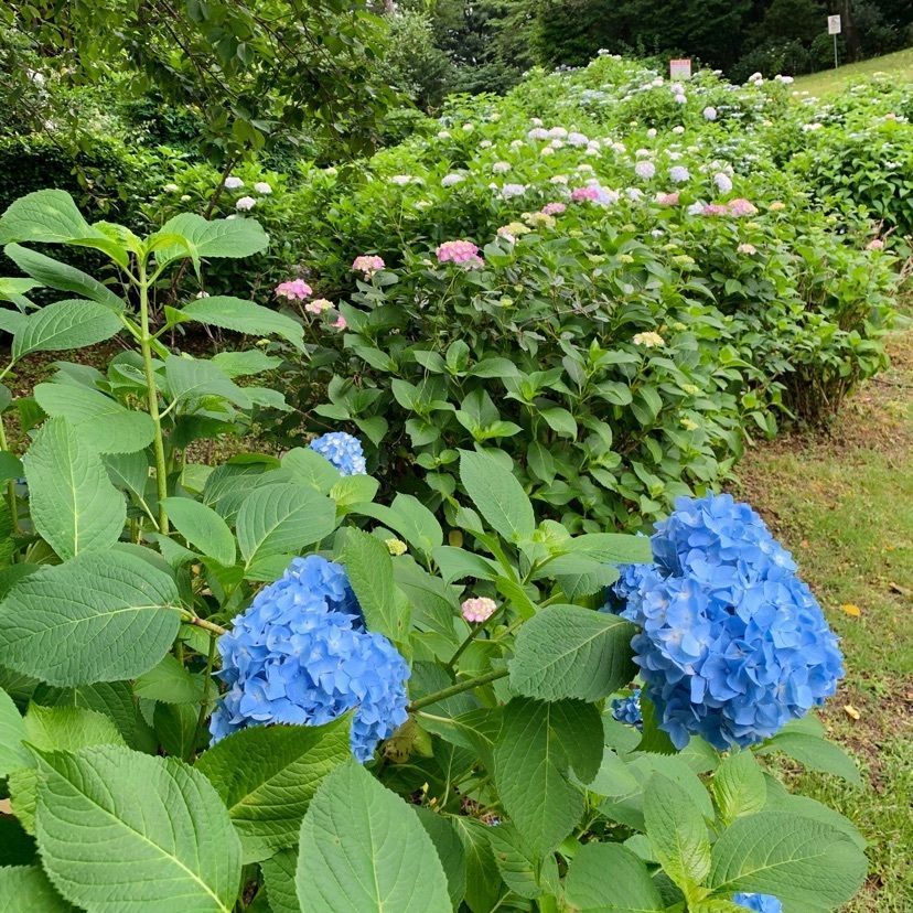 だるま大使さんが投稿した万葉の里公園に関する口コミの画像