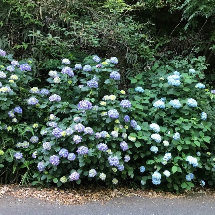 なおなおさんが投稿したあじさいロード（三ヶ根山スカイライン）に関する口コミの画像