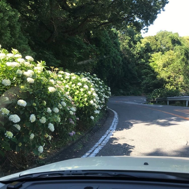 なおなおさんが投稿したあじさいロード（三ヶ根山スカイライン）に関する口コミの画像