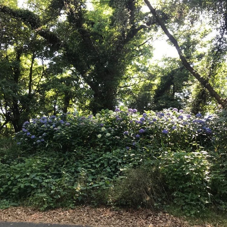 なおなおさんが投稿したあじさいロード（三ヶ根山スカイライン）に関する口コミの画像
