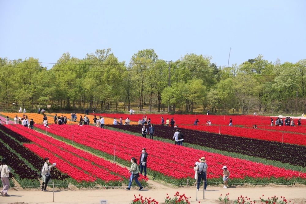 jun1216さんが投稿した胎内市チューリップフェスティバルに関する口コミの画像