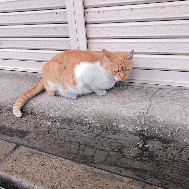 mimiさんが投稿した手打うどん くうかい（てうちうどん くうかい）に関する口コミの画像