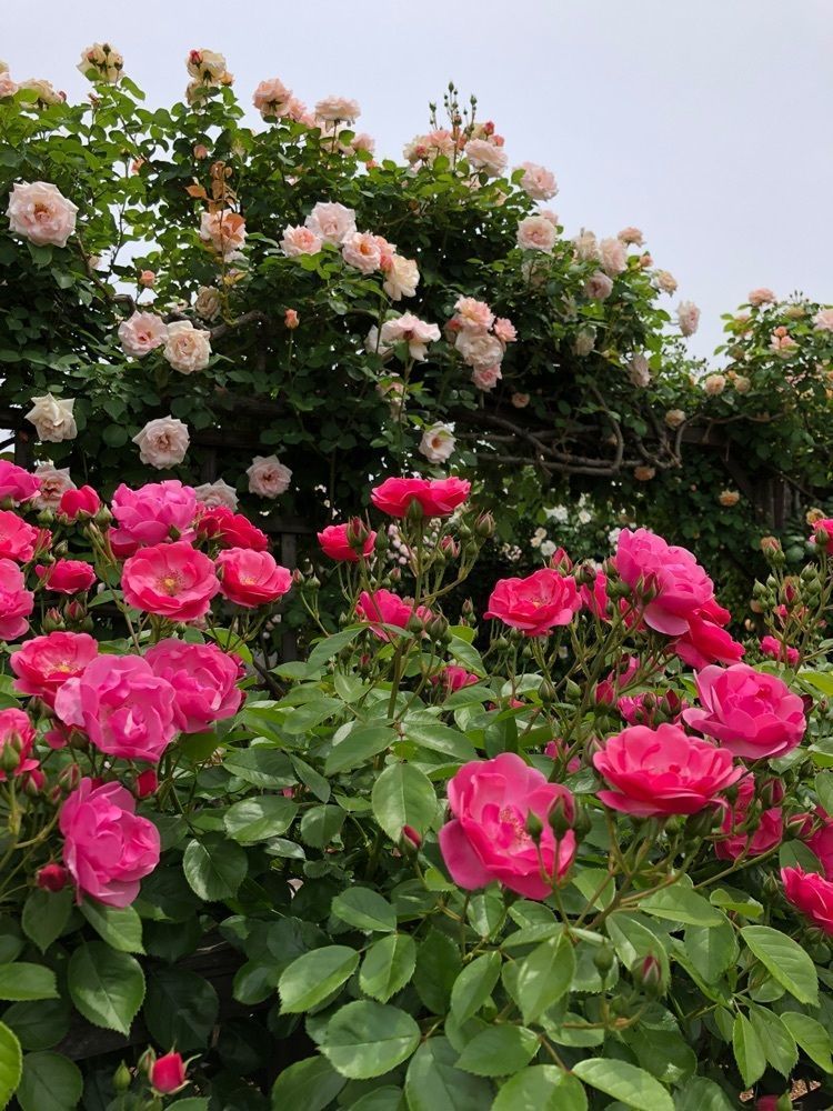 Nさんが投稿したロココ（Rococo）に関する口コミの画像