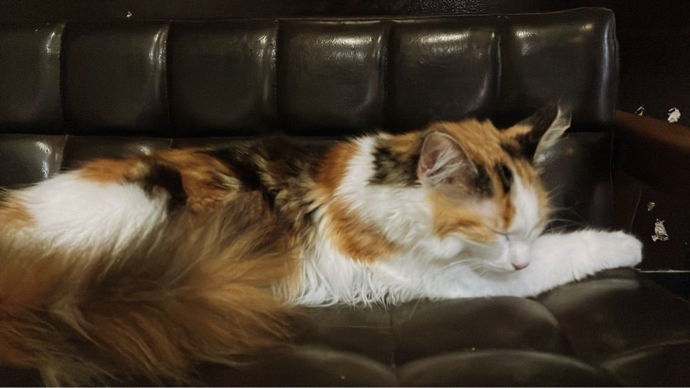 CANDYさんが投稿した猫喫茶 空陸家 沖縄浦添店（Cat cafe COORIKUYA）に関する口コミの画像