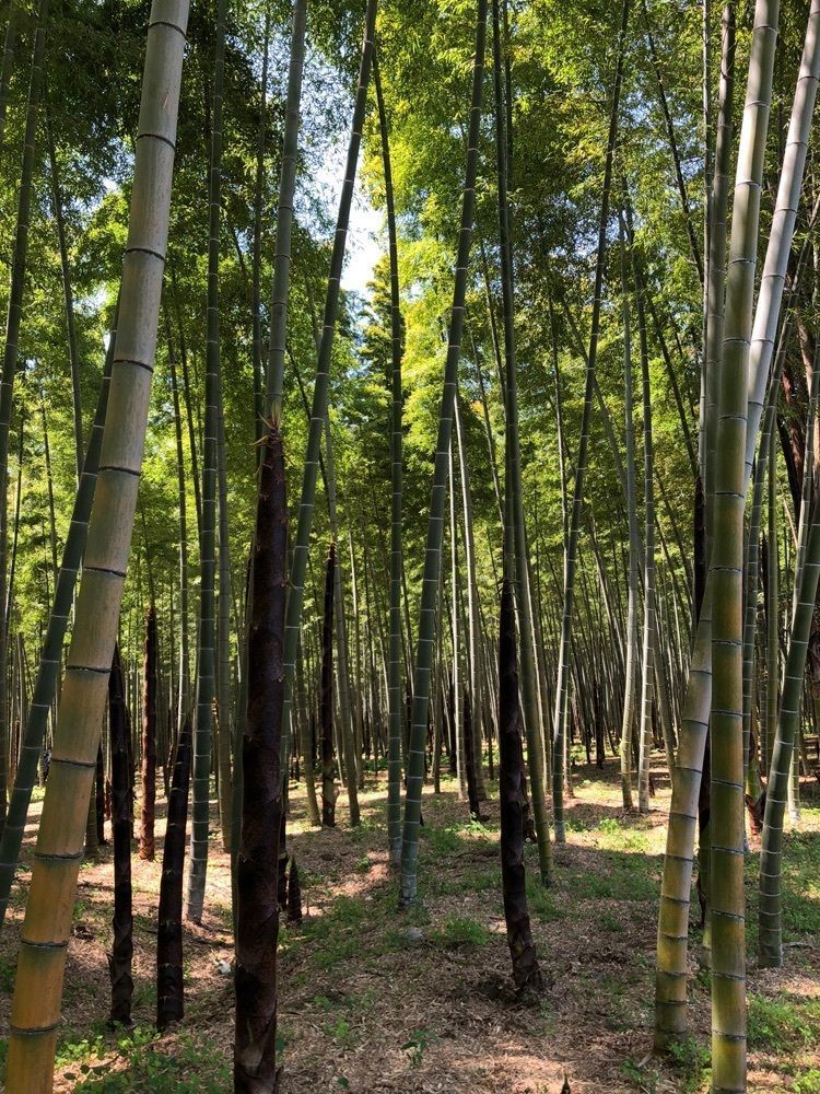 からっ風②さんが投稿した若山農場に関する口コミの画像