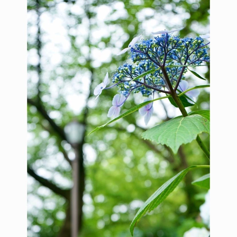 merryさんが投稿した掃部山公園に関する口コミの画像