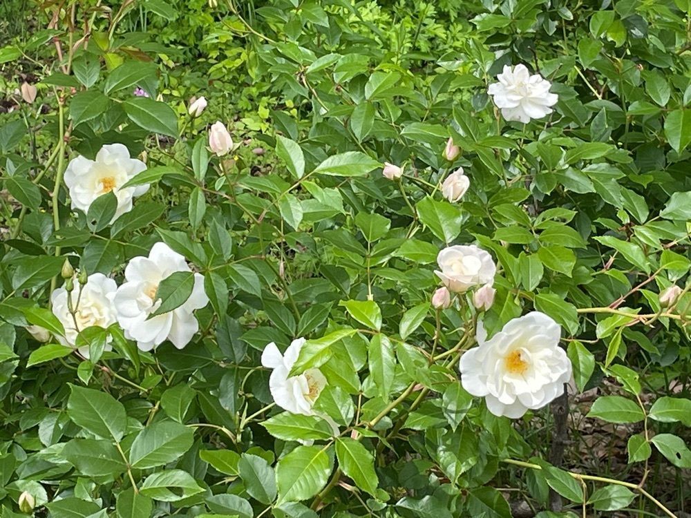 ヨッシーさんが投稿した荒子川公園に関する口コミの画像
