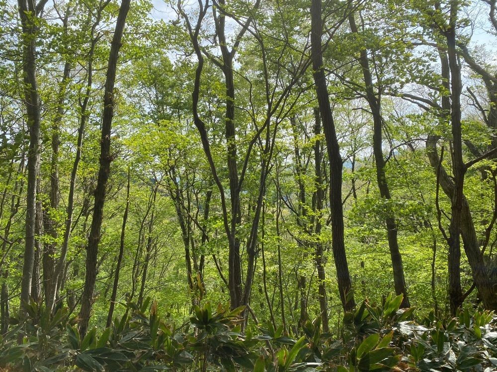 あるふぃすたさんが投稿したつり堀亭にしむらに関する口コミの画像