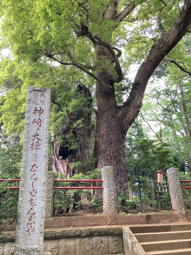festive_walking_41e5さんが投稿した神崎の大クスに関する口コミの画像