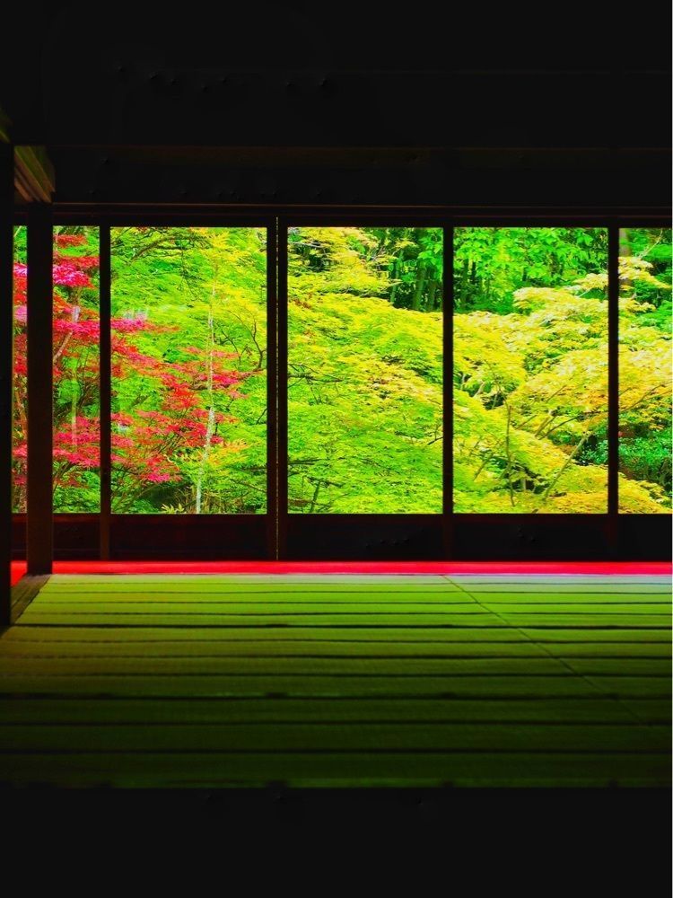 リリーの画像