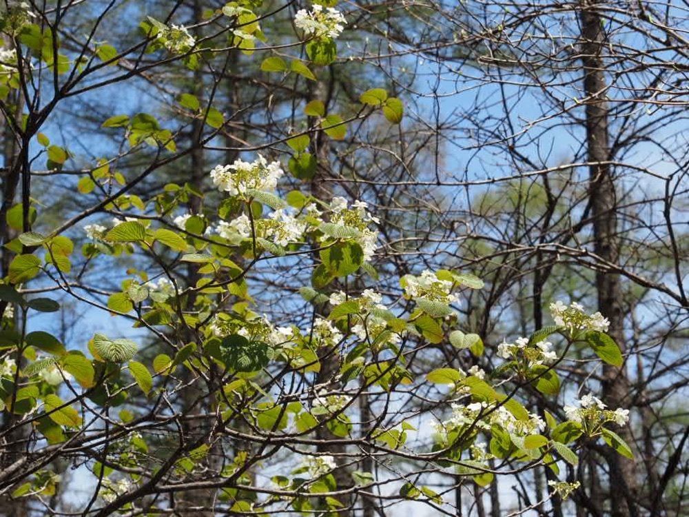 Howl Monさんが投稿した戸隠森林植物園に関する口コミの画像