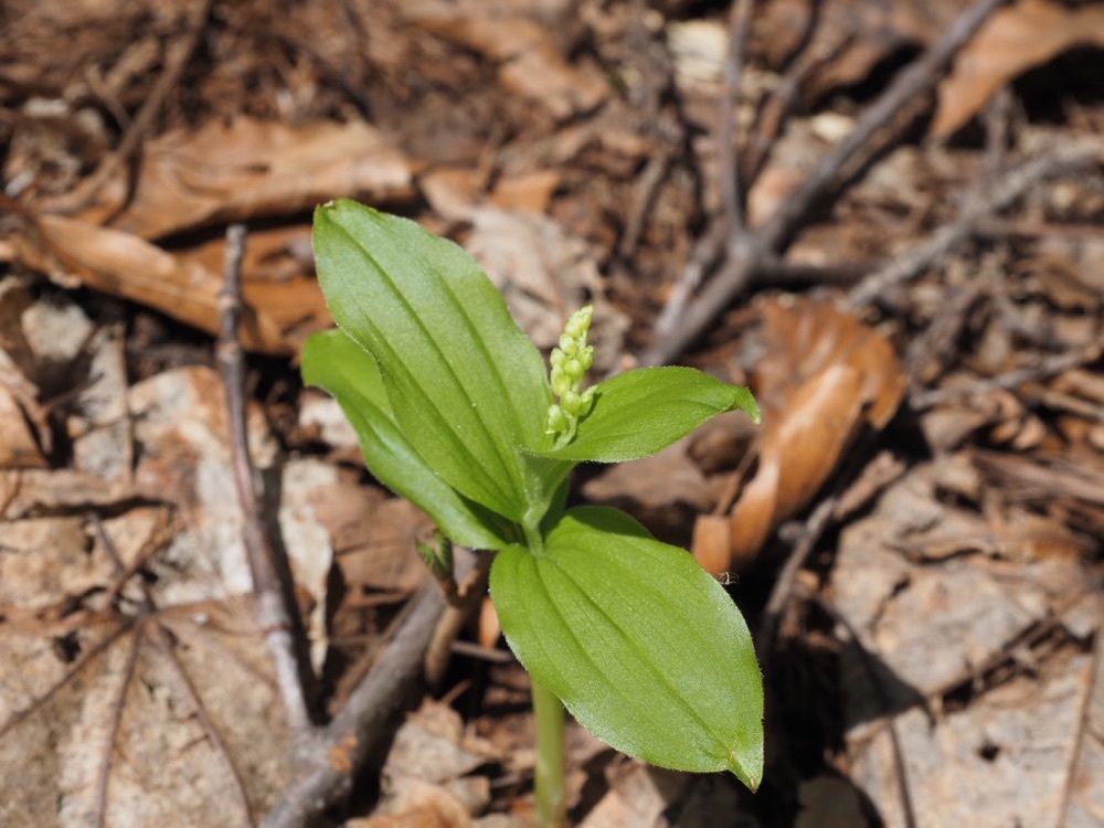 Howl Monさんが投稿した戸隠森林植物園に関する口コミの画像
