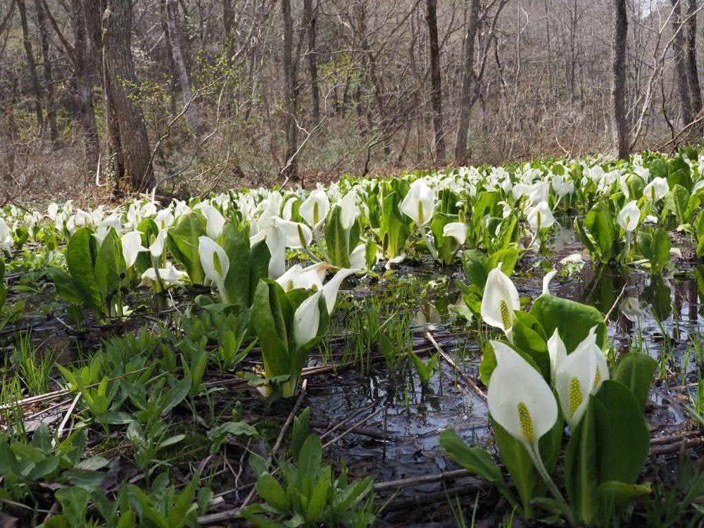 Howl Monさんが投稿した戸隠森林植物園に関する口コミの画像