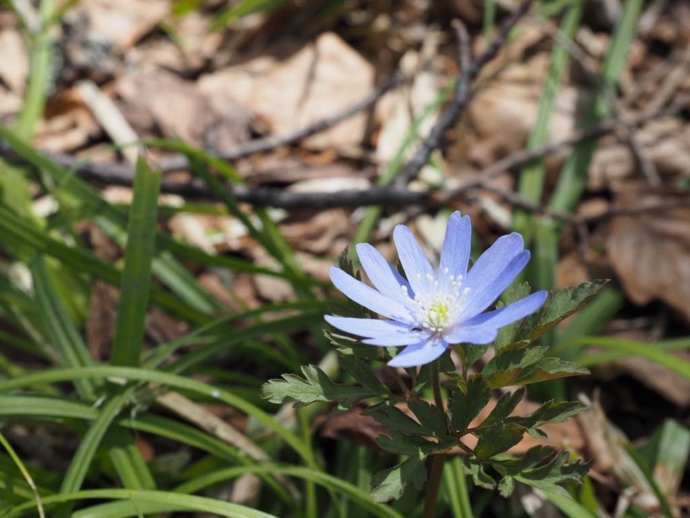 Howl Monさんが投稿した戸隠森林植物園に関する口コミの画像