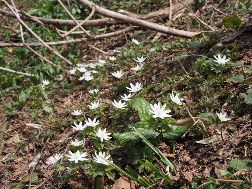 Howl Monさんが投稿した戸隠森林植物園に関する口コミの画像