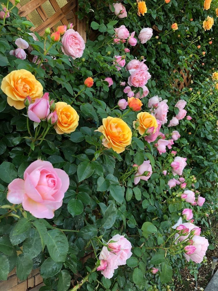 Nさんが投稿したルパンに関する口コミの画像