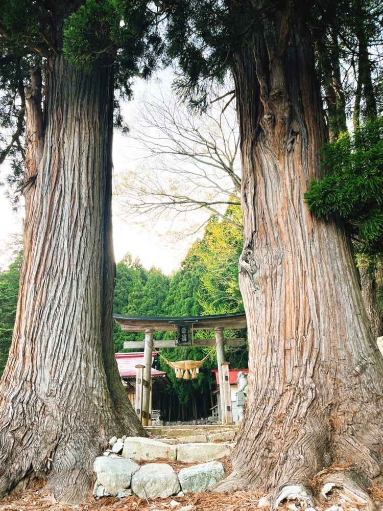 猫なぎ。さんが投稿した白兎のしだれ桜に関する口コミの画像