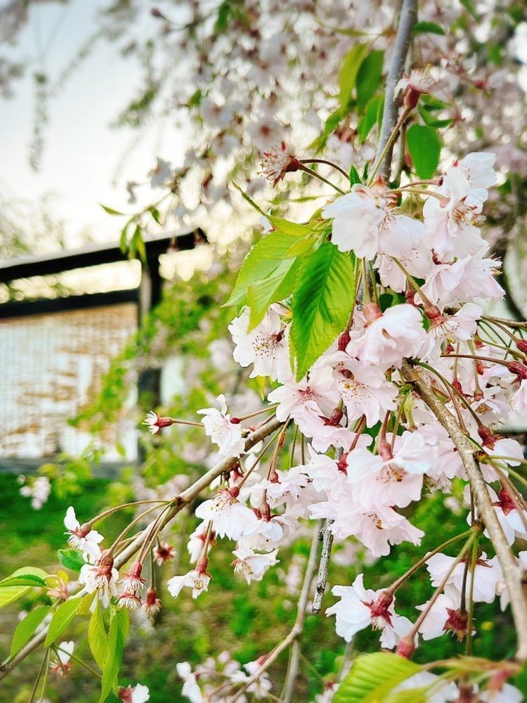 猫なぎ。さんが投稿した白兎のしだれ桜に関する口コミの画像