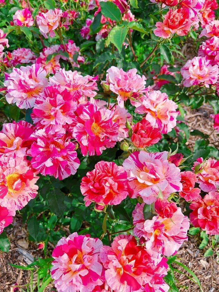 sopranosaxeveさんが投稿した若園公園バラ園に関する口コミの画像