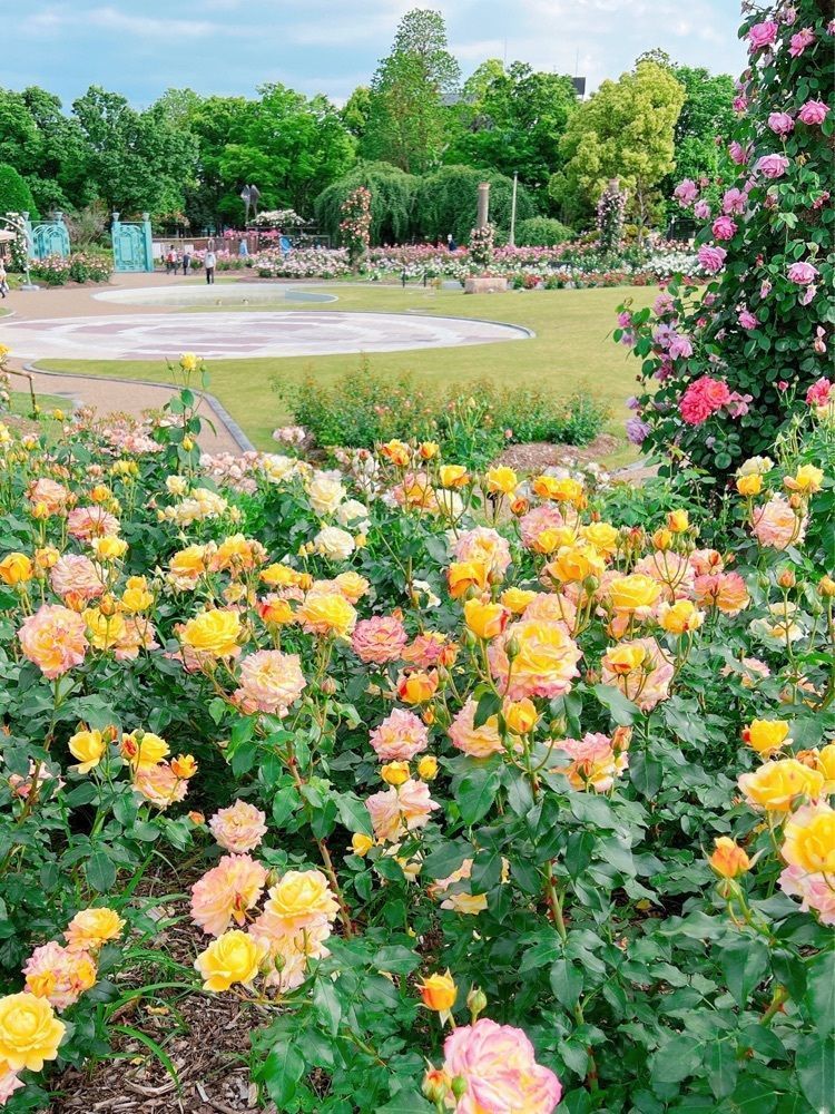 sopranosaxeveさんが投稿した若園公園バラ園に関する口コミの画像