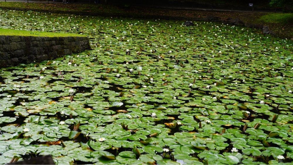 jamesさんが投稿した後楽園ホールに関する口コミの画像
