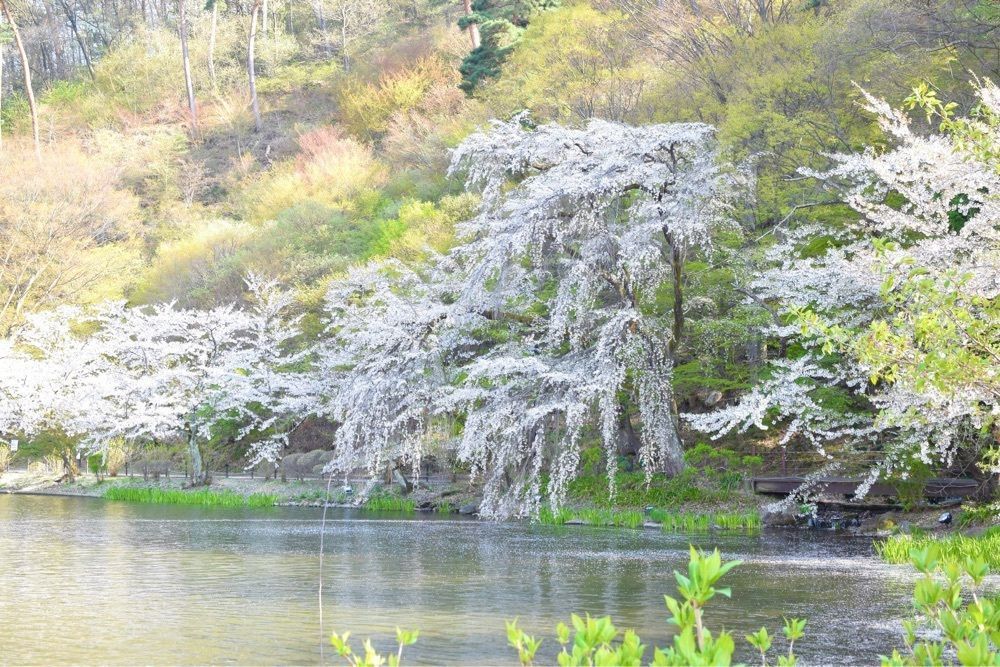 おこめモーニングさんが投稿した臥竜公園に関する口コミの画像
