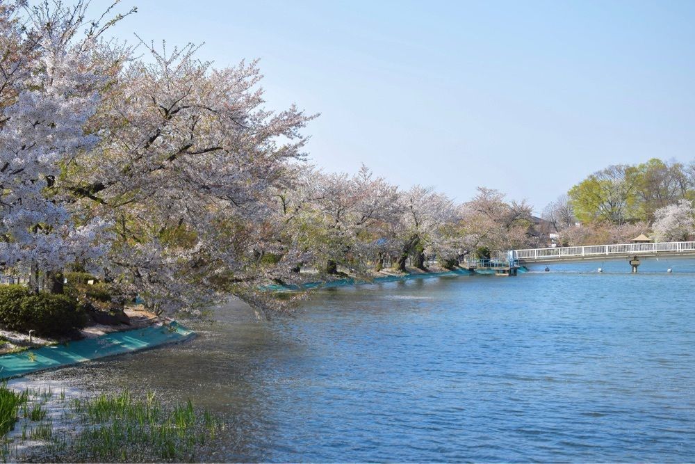 おこめモーニングさんが投稿した臥竜公園に関する口コミの画像