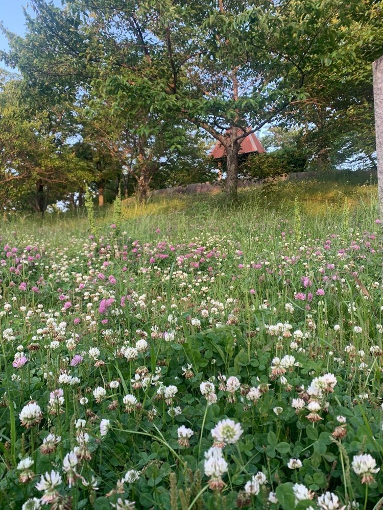 blossom&C7さんが投稿した阿弥陀寺木造薬師如来立像に関する口コミの画像